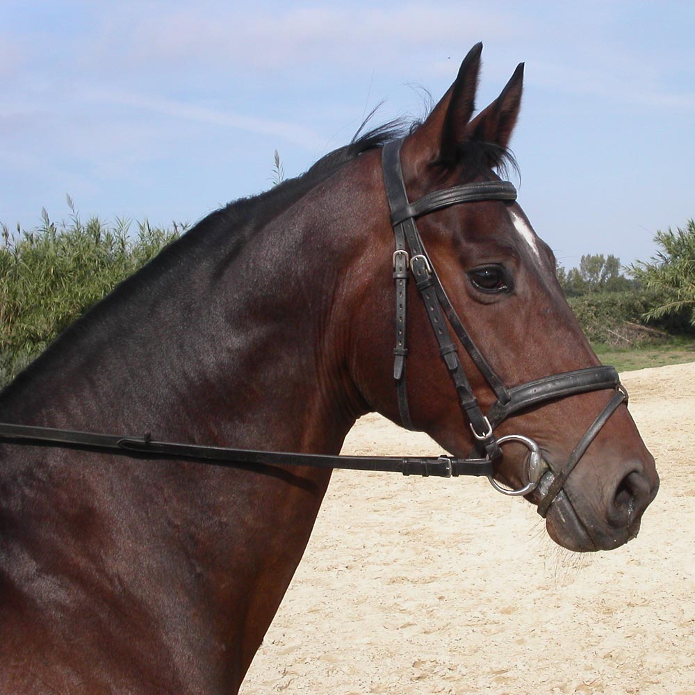 caballos