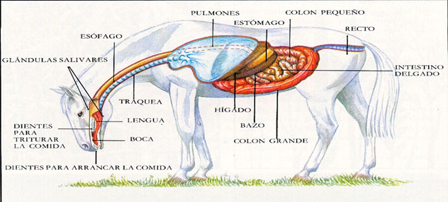 Tracto-Gastro-intestinal-final