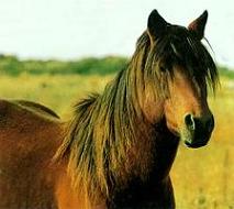 foto-caballo
