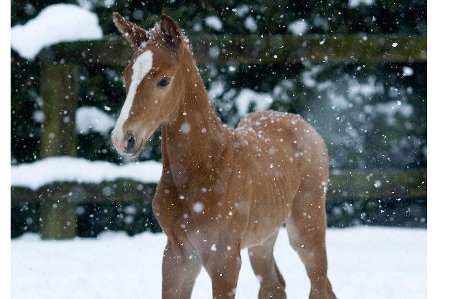 abn-caballo-nieve
