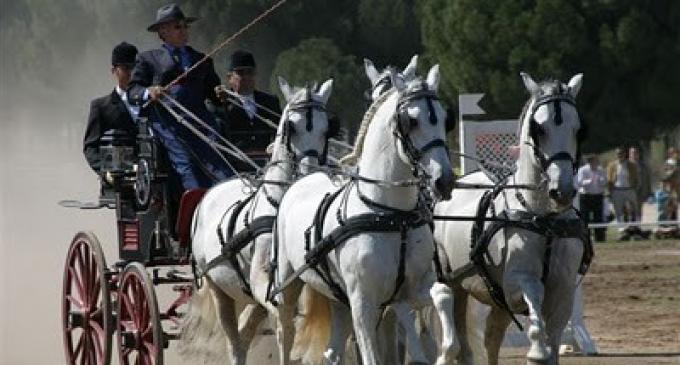 la-localidad-acoge-la-vi-copa-de-andalucia-de-enganches-indoor-ciudad-de-torredonjimeno