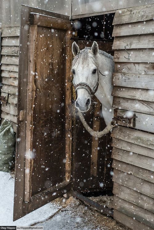 invierno, caballo, montar en invierno, cuidar al caballo en invierno
