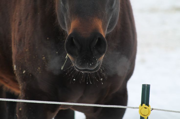 caballo en invierno, cuidado del caballo, cuidar al caballo en invierno, montar en invierno