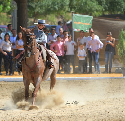 Oro en Alevines Luis Cordero Linares con Pitingo en el Campeonato de Andalucía de Doma Vaquera 2015