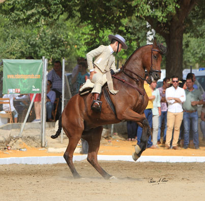 Oro en Juveniles 1 Estrella, Francisco José Díaz Espinar con Cocodrilo en el Campeonato de Andalucía de Doma Vaquera 2015