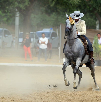 Oro Jóvenes Jinetes, Manuel Morillo Romero con OX en el Campeonato de Andalucía de Doma Vaquera 2015