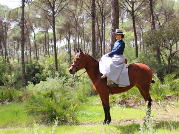 como alimentar a tu caballo, alimentación caballos